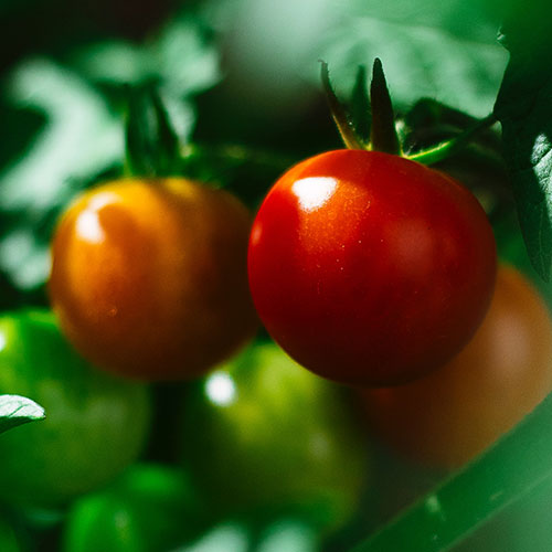 Imagen de un tomate