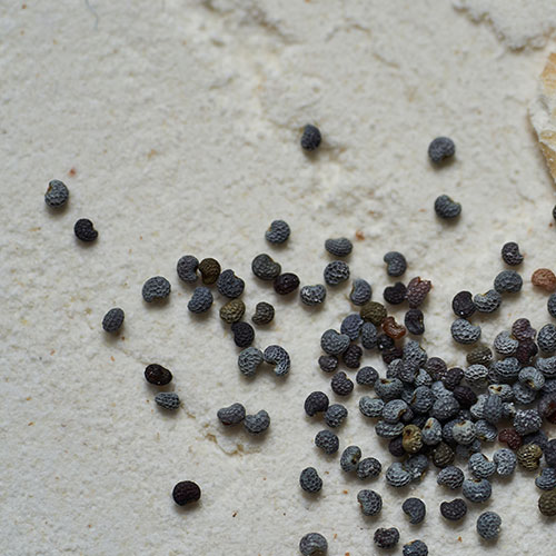 Imagen de unas semillas de amapola
