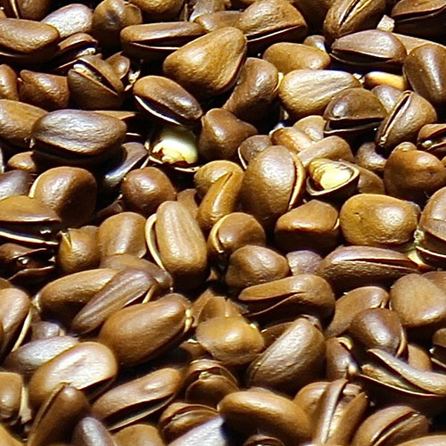 Imagen de unas semillas de lino