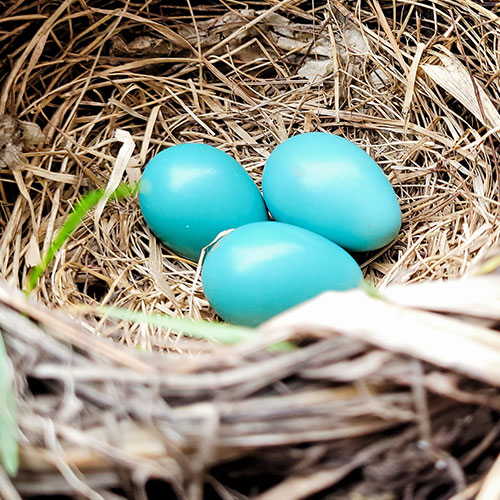 Imagen de unos huevos azules de gallina